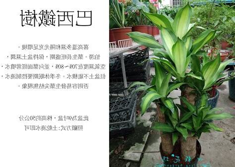 巴西鐵樹 功用